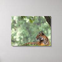 Tiger Lounging unter einem Baum