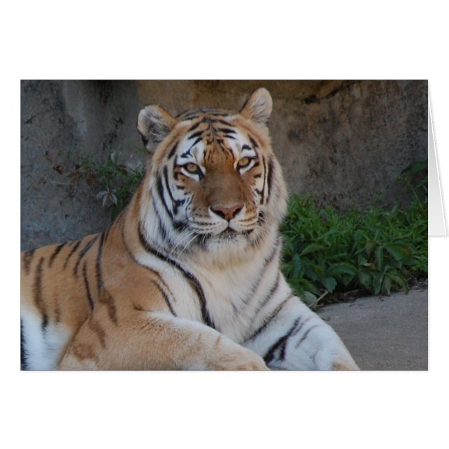 Tiger Love (Devant horizontal)