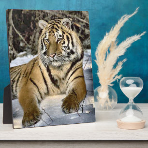 Tiger Lovers Wildlife Fotoplatte