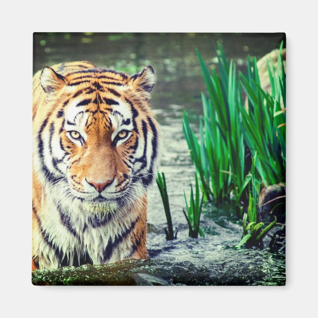 Tiger Magnet (Vorne)