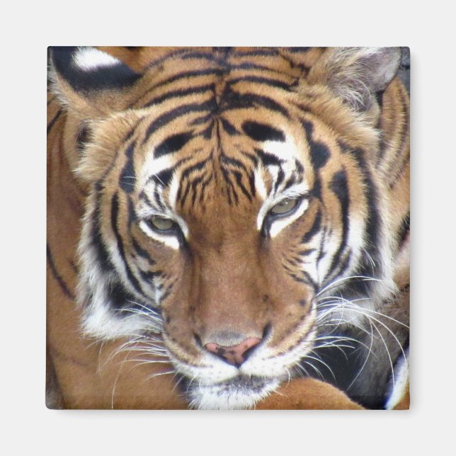 Tiger - Magnet (Vorne)