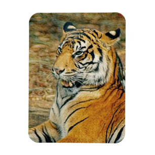 Tiger Magnet