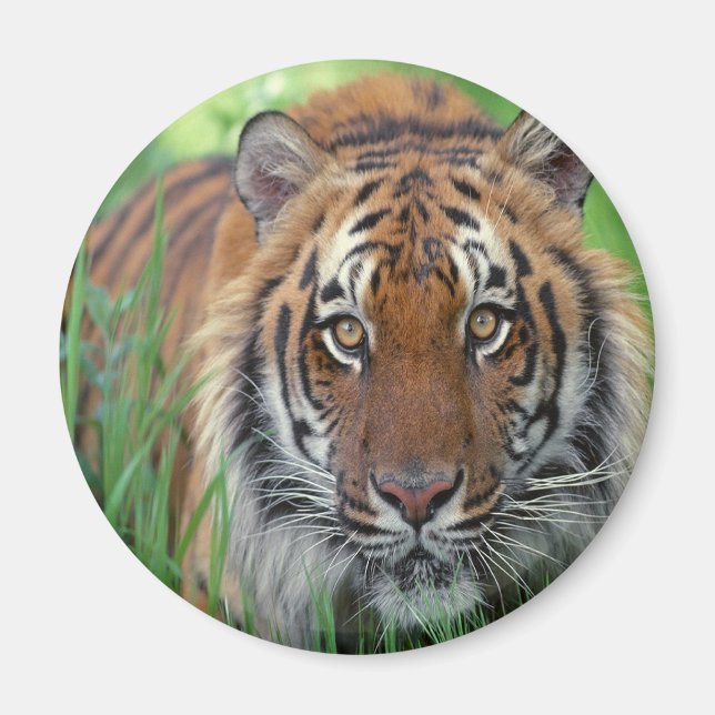 Tiger Magnet (Vorne)