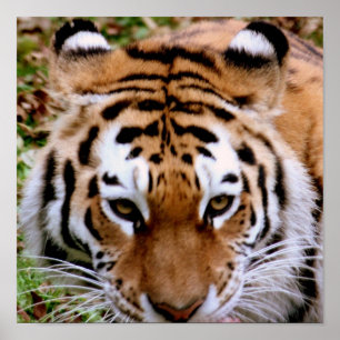 Tiger Markings Poster Print