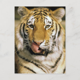Tiger Michigan Zoo Postkarte