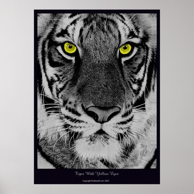 Tiger mit gelben Augen Poster (Vorne)