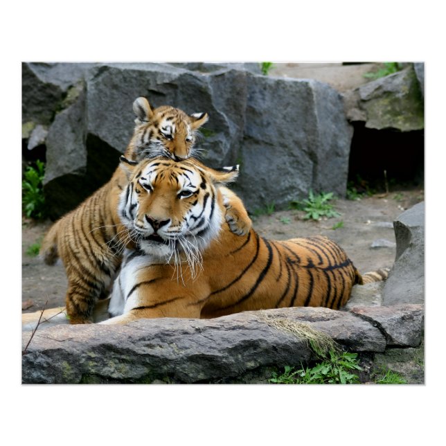 Tiger mit Jungtier Poster (Vorderseite)