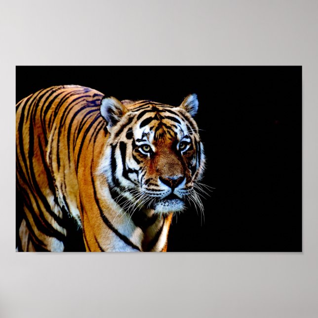 Tiger mit schwarzem Hintergrund Poster (Vorne)