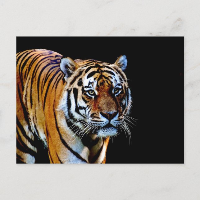 Tiger mit schwarzem Hintergrund Postkarte (Vorderseite)