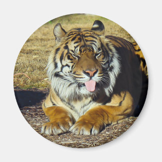 Tiger mit "tude Magnet