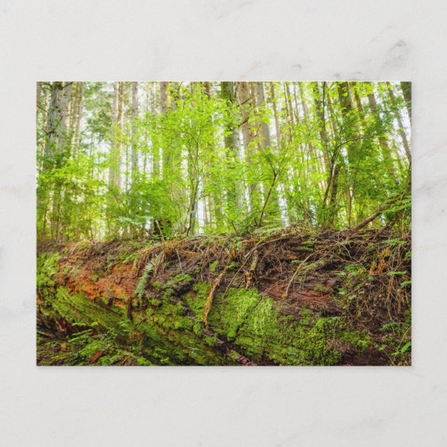 Tiger Mountain | Issaquah, Staat Washington Postkarte (Vorderseite)