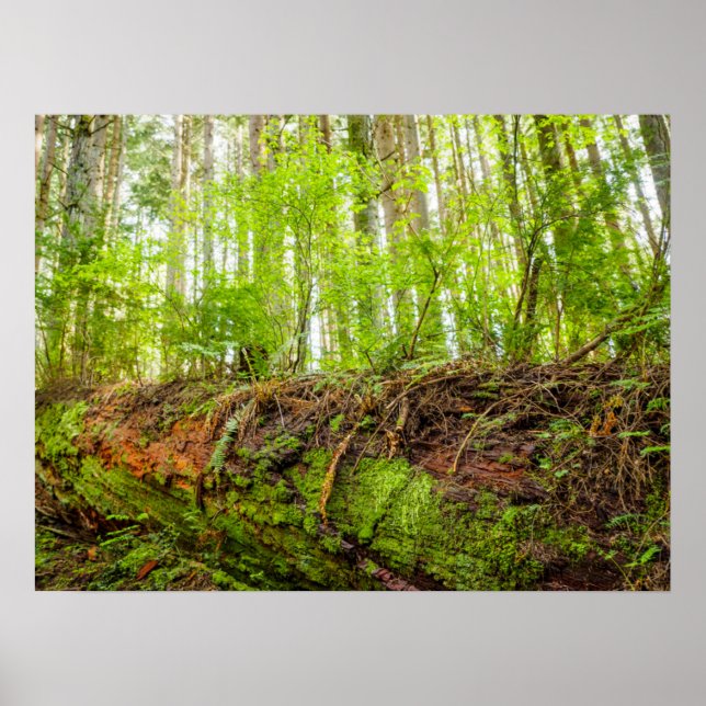 Tiger Mountain | Issaquah, Washington State Poster (Vorne)