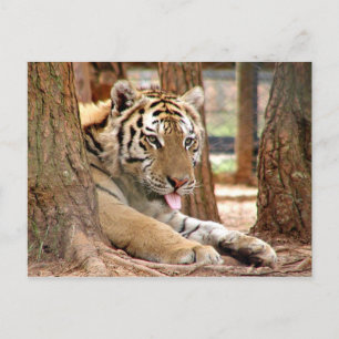 Tiger nach einem harten Tag Postkarte