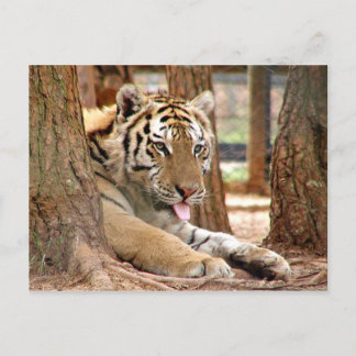 Tiger nach einem harten Tag Postkarte