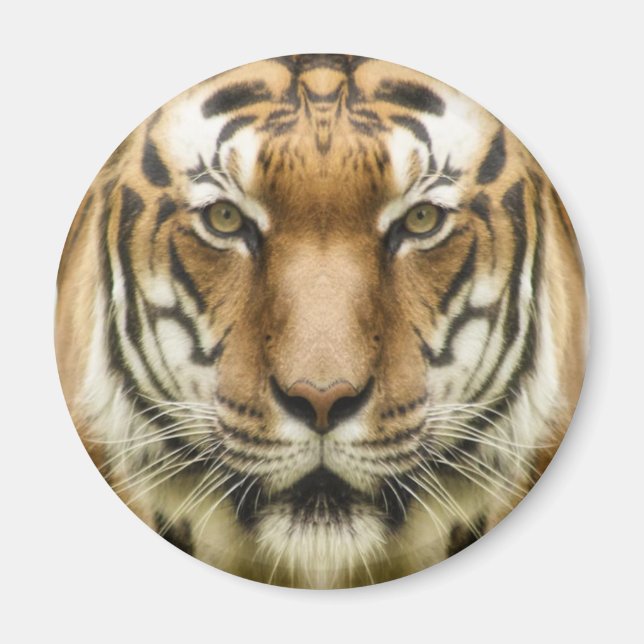Tiger-Nah-Up-Magnet Magnet (Vorne)