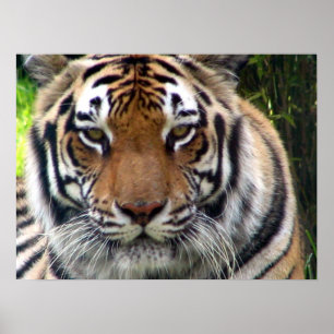 Tiger - nahes hohes und persönlich poster