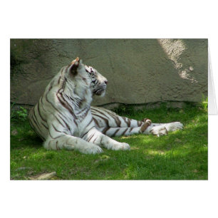 Tiger n'Grass