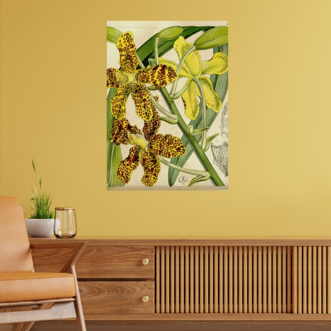 Tiger Orchid Einzigartiges Poster Dekor (Wohnzimmer 2)