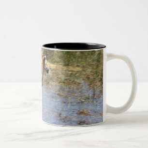 Tiger (Panthera der Tigris) laufend durch Wasser Zweifarbige Tasse