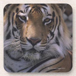 Tiger (Panthera der Tigris), Nahaufnahme des Getränkeuntersetzer