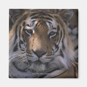 Tiger (Panthera der Tigris), Nahaufnahme des Magnet