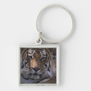 Tiger (Panthera der Tigris), Nahaufnahme des Schlüsselanhänger