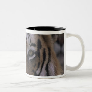 Tiger (Panthera der Tigris), Nahaufnahme des Zweifarbige Tasse
