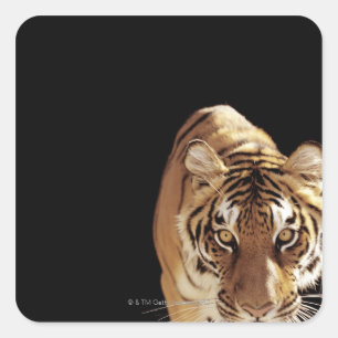 Tiger (Panthera der Tigris) Quadratischer Aufkleber