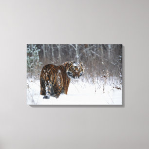 Tiger (Panthera der Tigris) stehend im tiefen Leinwanddruck
