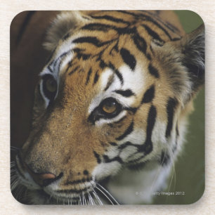 Tiger (Panthera der Tigris) stehend, Nahaufnahme Untersetzer