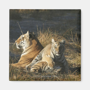 Tiger (Panthera der Tigris) werfen das Lügen auf Magnet
