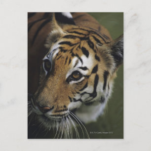 Tiger (Panthera tigris) stehend, nah Postkarte