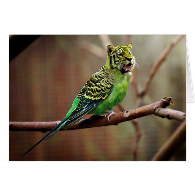 Tiger Parakeet (Vorderseite (Horizontal))