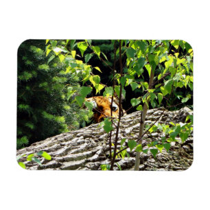Tiger Peek-a-boo Flexibler Magnet