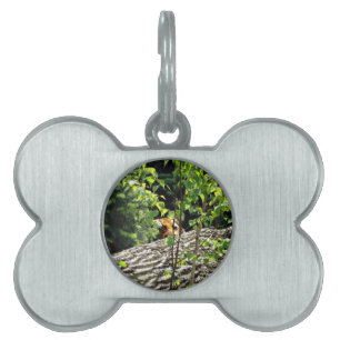 Tiger Peek-a-boo Halsband Tiermarke