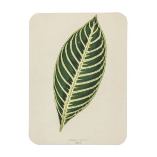 Tiger-Pflanze (Sanchezia Nobilis), Gravur-Poster Magnet