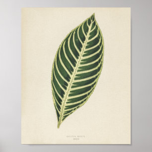 Tiger-Pflanze (Sanchezia Nobilis) in Gravur Poster