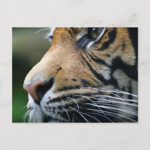 Tiger Picture Postcard Postkarte