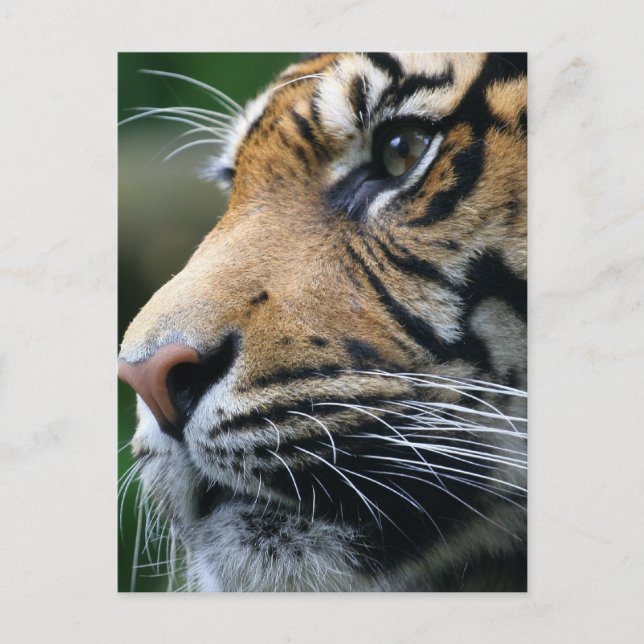 Tiger Picture Postcard Postkarte (Vorderseite)