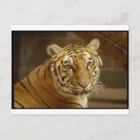 Tiger Picture
