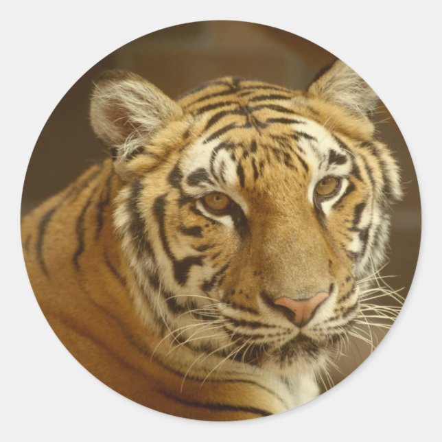 Tiger Picture Runder Aufkleber (Vorderseite)