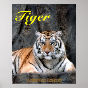 Tiger-Plakat Poster