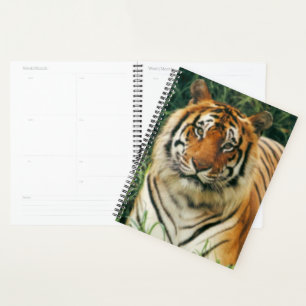 Tiger Planer