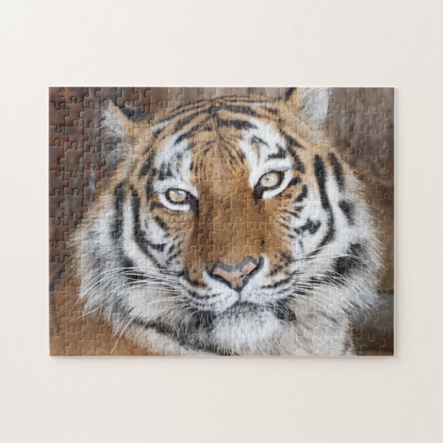 Tiger Portrait (Horizontal)