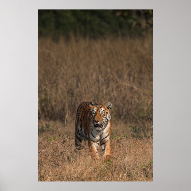 TIGER PORTRAIT POSTER (Vorne)