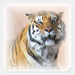 Tiger-Portrait Quadratischer Aufkleber