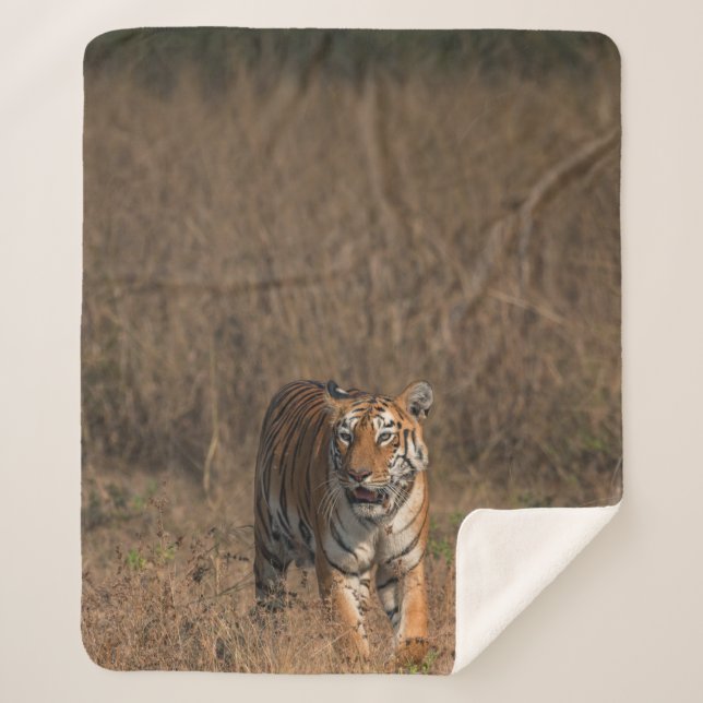 TIGER PORTRAIT SHERPADECKE (Vorderseite)