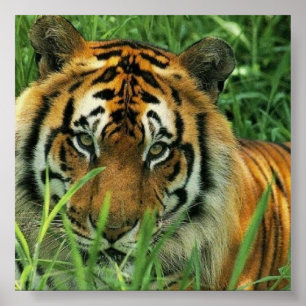 Tiger-Porträt Poster