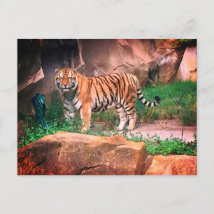 Tiger Postcard Postkarte