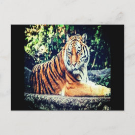 Tiger Postcard Postkarte